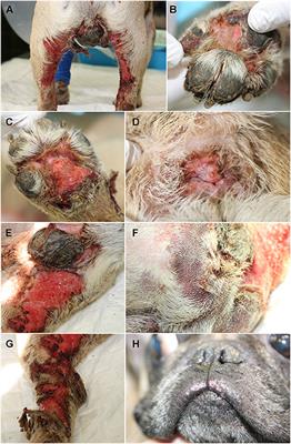 Case Report: Positive Outcome of a Suspected Drug-Associated (Immune Mediated) Reaction in a 4-Year-Old Male French Bulldog